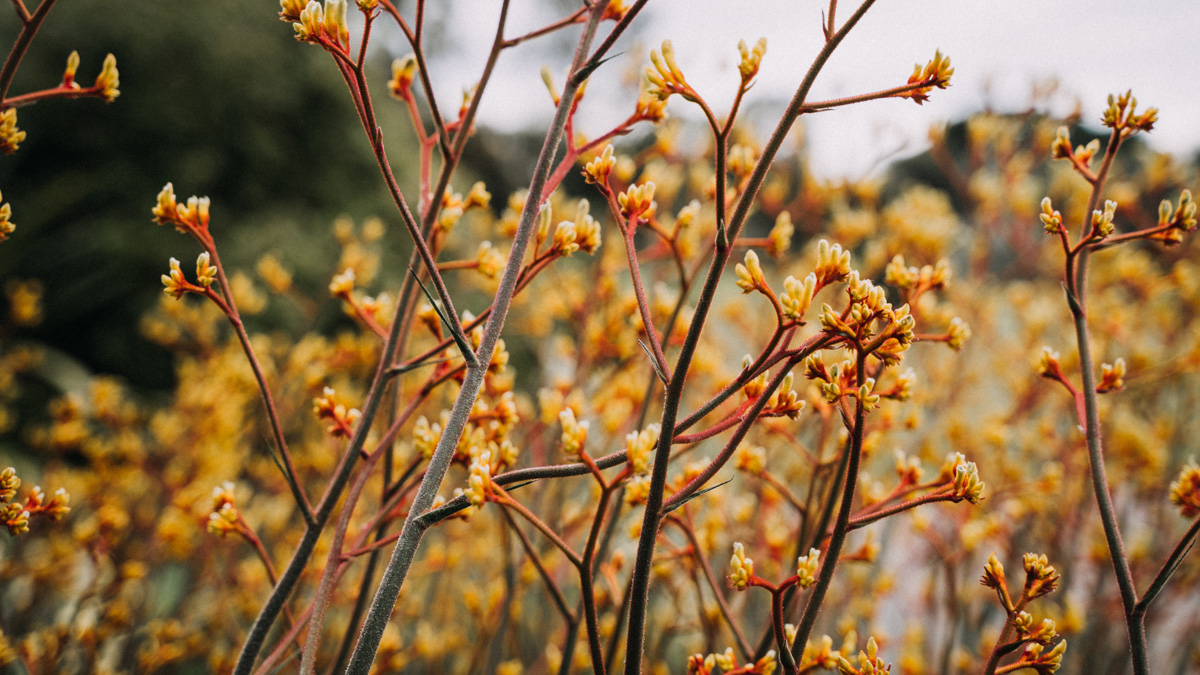 What the heck are flower essences?