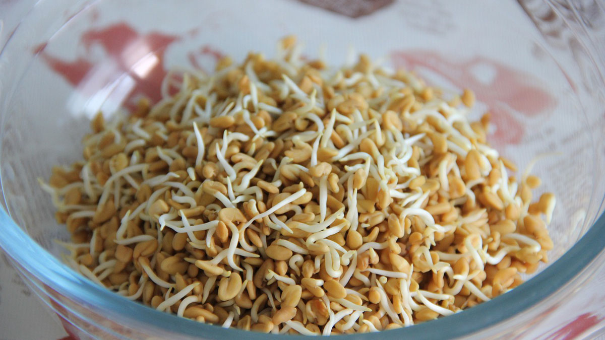 Fenugreek: The Menopause Herb You Don’t Want to Miss